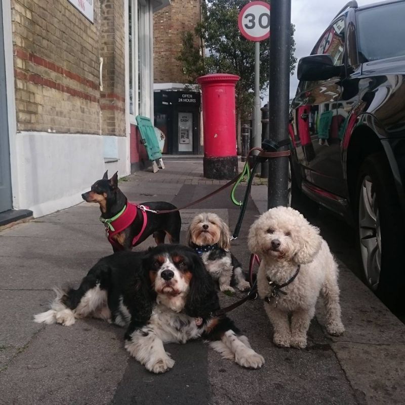 There's a gang hanging around outside the post-office, shaking down passers-by for treats and scritches.