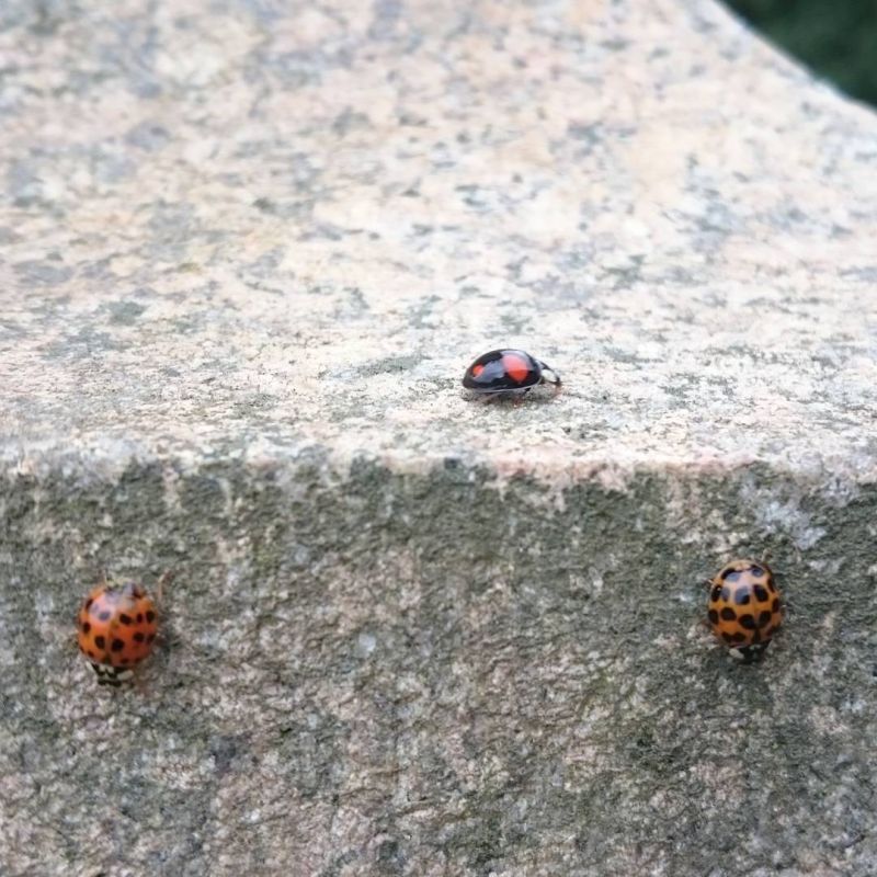 Suddenly happened upon a random infestation of #ladybirds covering the statue of Albert in Windsor Great Park.