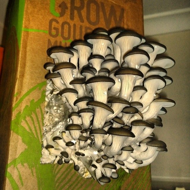 @dannypampel Dude, you should get one of these mushroom growing kits!