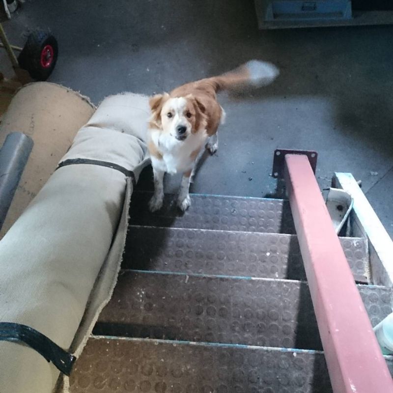 Mya would like you to come down the horrible gappy stair things please