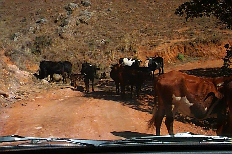 swazi roadblock - but thankfully it isn't the pigs