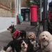 There's a gang hanging around outside the post-office, shaking down passers-by for treats and scritches.